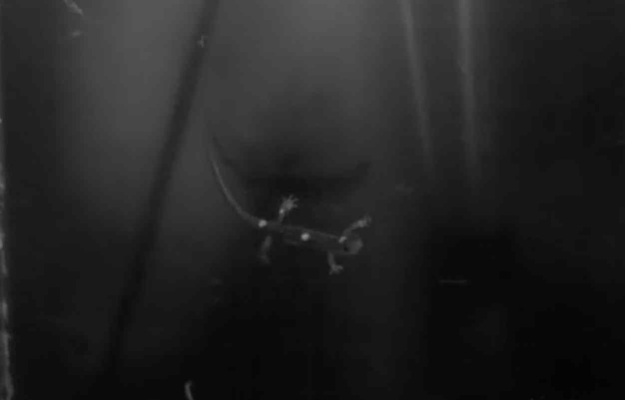 The Skydiving Salamanders of California Indoor Skydiving Source